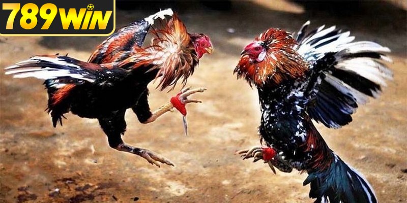 Đá gà cựa sắt cần quan sát tốc độ và thế đứng