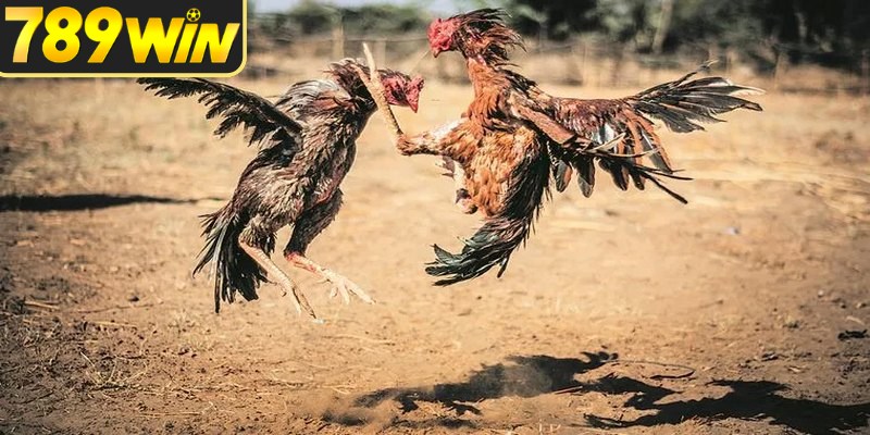 So sánh tỷ lệ cùng phong độ giúp hạn chế chọn vội